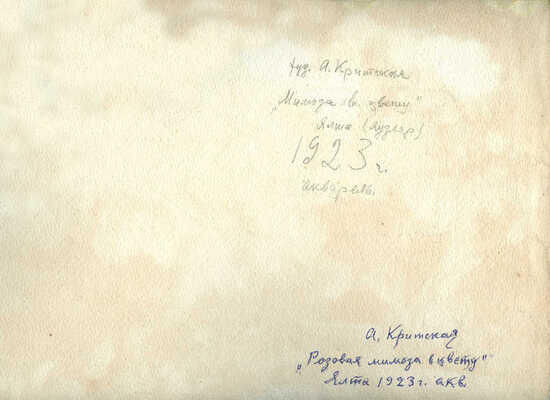 Критская Анна Михайловна. Розовая мимоза в цвету. Ялта 